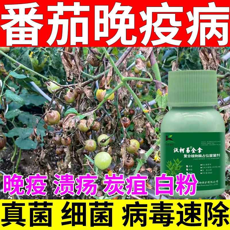 西红柿脐腐病专用药番茄专用药脐腐病果实坏死白粉病灰霉病叶面肥