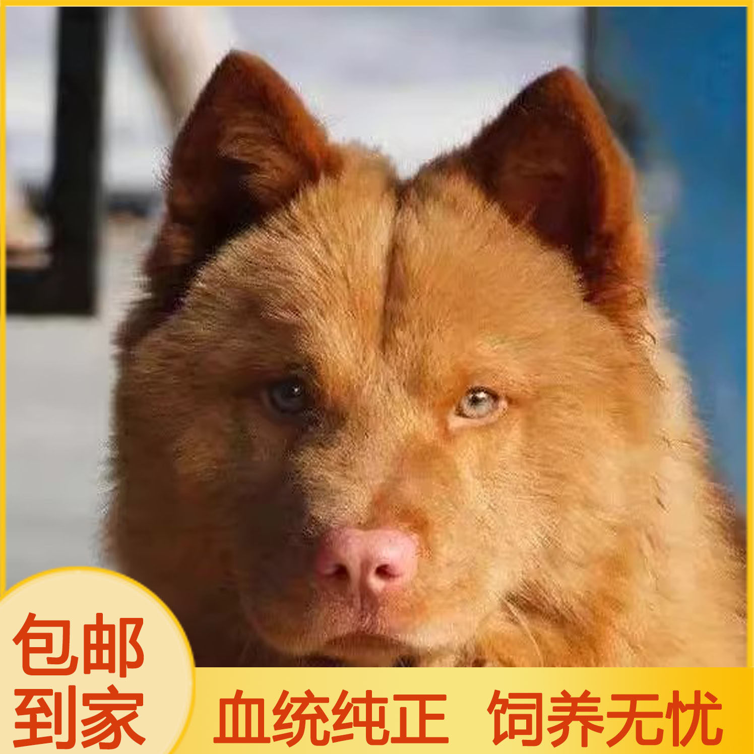潮汕五红犬五黑犬活物幼犬虎头狗狗虎斑红色土狗土猎犬中华田园犬