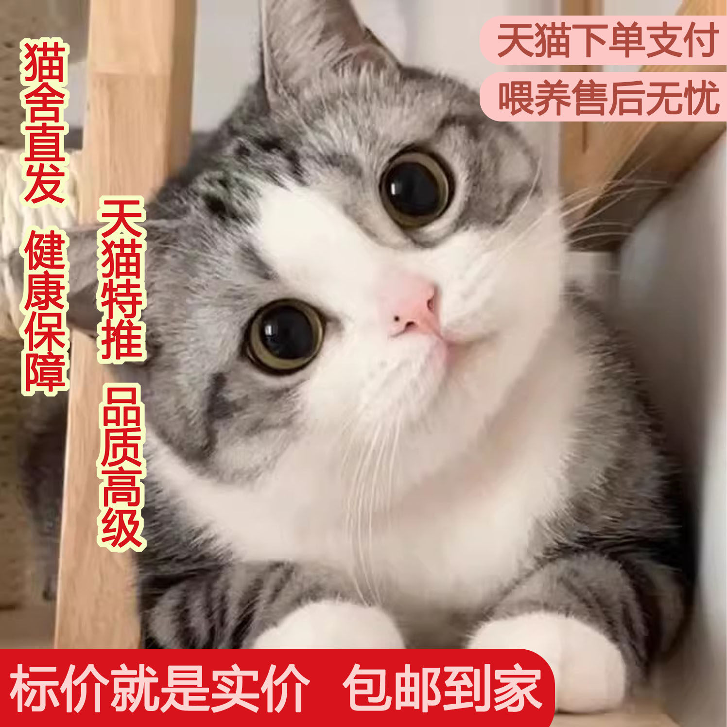 中华田园猫便宜小白猫活体可爱白色小猫咪幼崽2-3个月白猫异瞳猫