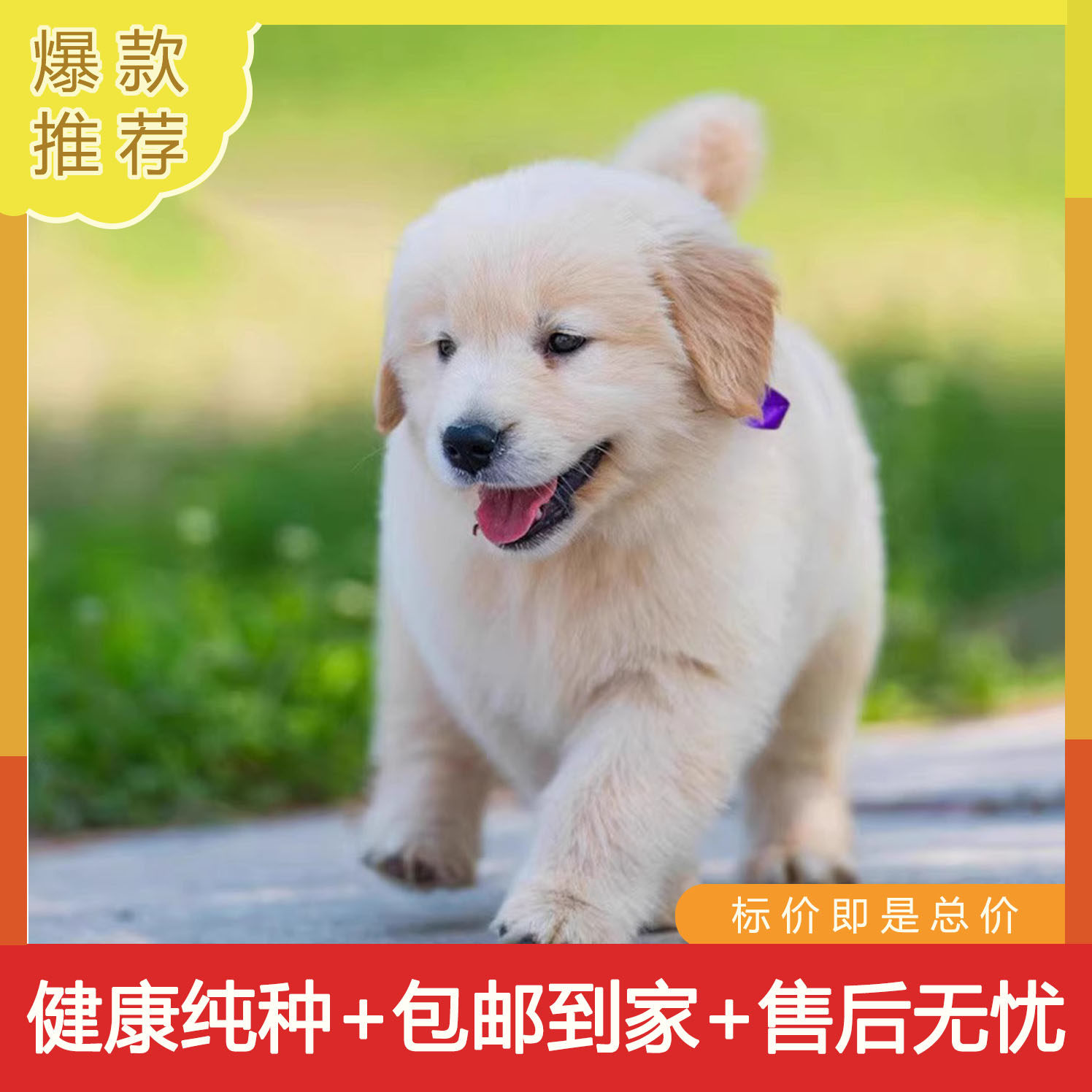 纯种金毛幼犬活体赛级拉布拉多金毛犬导盲犬家养高智商活体宠物狗