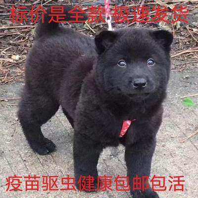 虎头虎斑狗中华田园犬土猎犬