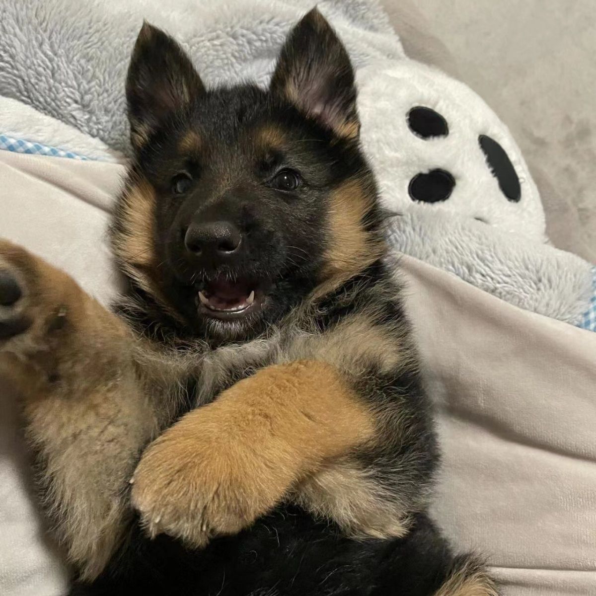 德牧幼犬串活体看门狗聪明网红短毛德国牧羊犬小狗好养便宜宠物狗