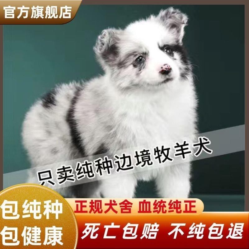 纯种边境牧羊犬幼犬陨石边牧黑白边牧三通七白边牧高智商活宠物狗