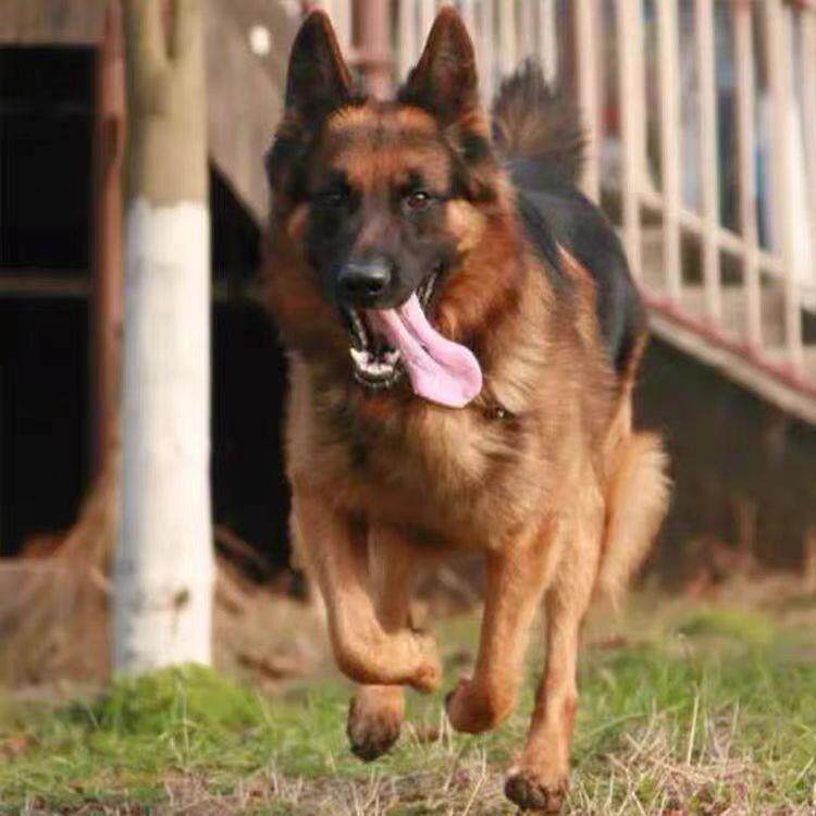 德牧犬幼犬混血活体德国牧羊犬警犬大型犬黑背军犬小狼狗宠物真狗