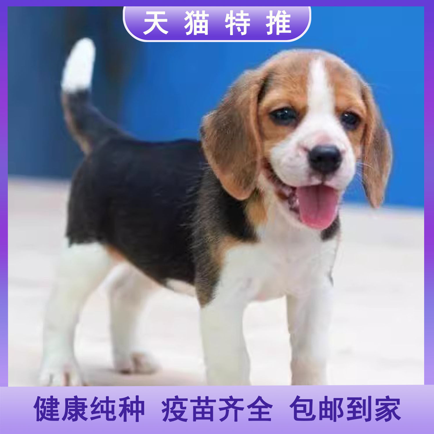 比格犬幼犬混血警犬嗅觉犬工作犬活物狗狗大耳朵米鲁犬猎兔犬短毛