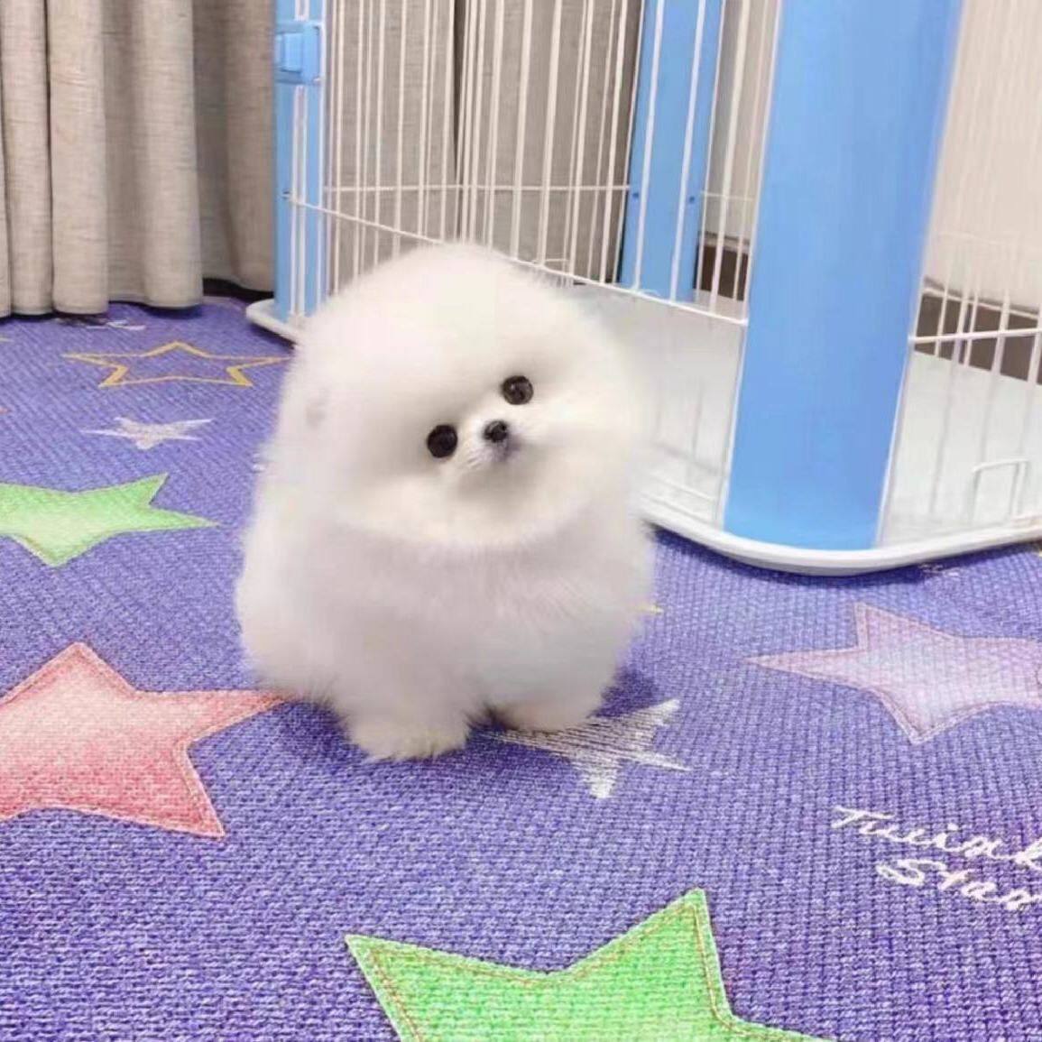 白博美幼犬长不大俊介活物博美茶杯犬小型犬袖珍白色宠物狗狗幼崽