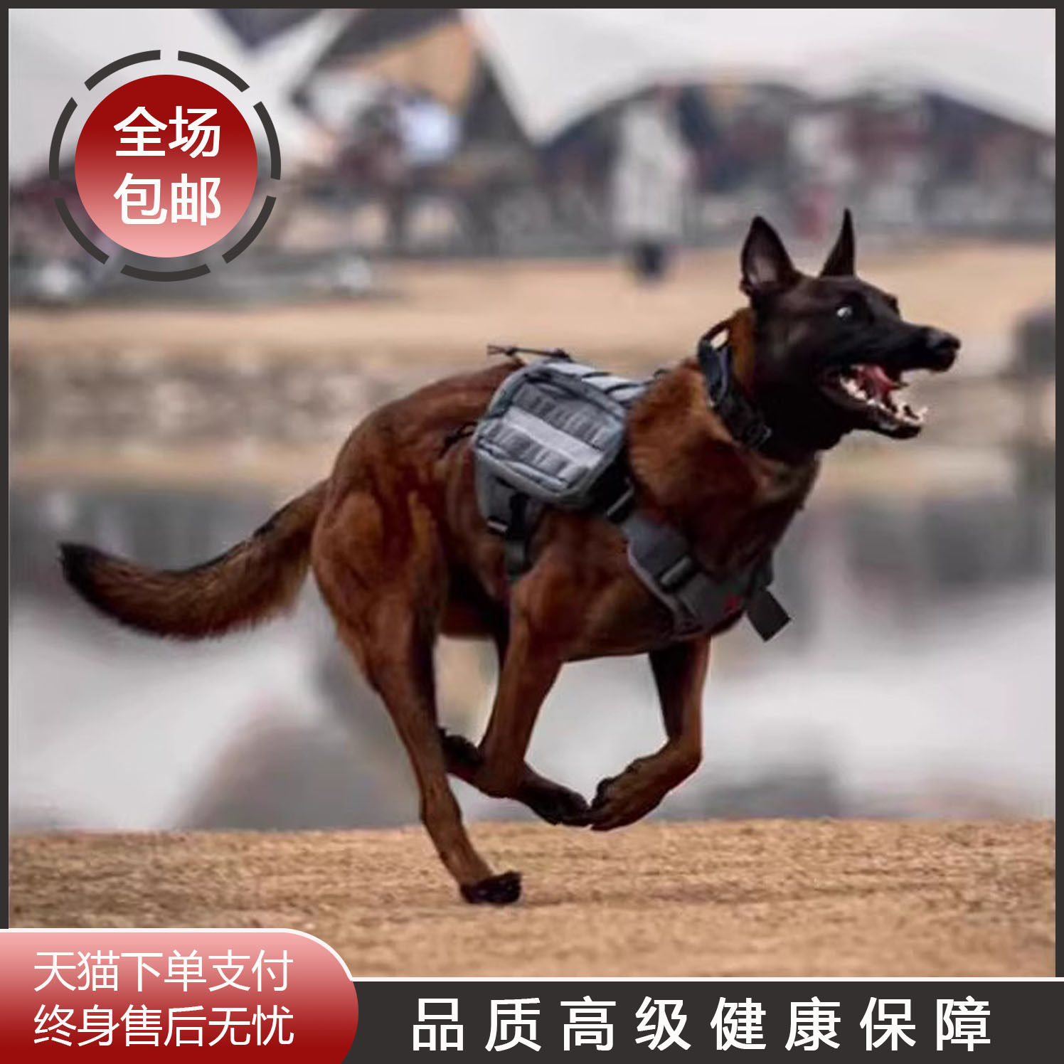 纯种德牧幼犬黑背德国牧羊犬大型狼狗活体宠物狗双血统科目犬警犬