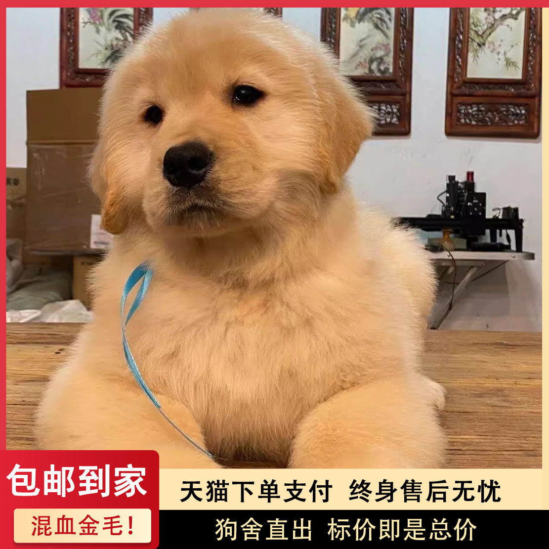 金毛混血犬活泼巡回犬可爱便宜大型犬高智商幼犬小温顺家养导盲犬