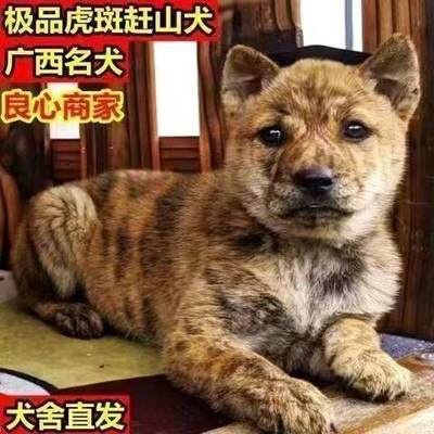 虎斑犬幼犬土猎犬小狗狗活物