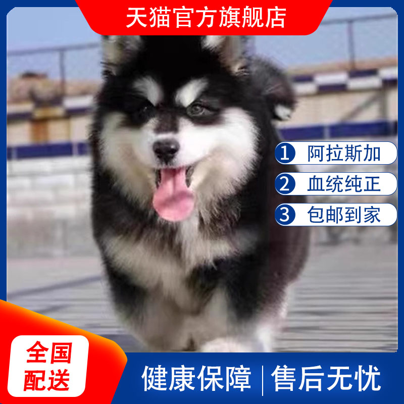 纯种阿拉斯加幼犬巨型阿拉斯加犬桃脸阿拉斯加雪橇犬灰色红色阿拉