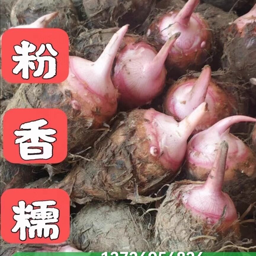 现挖红芽芋头新鲜农家软糯小芋头仔农产品红梗芋头5/3斤连州特产