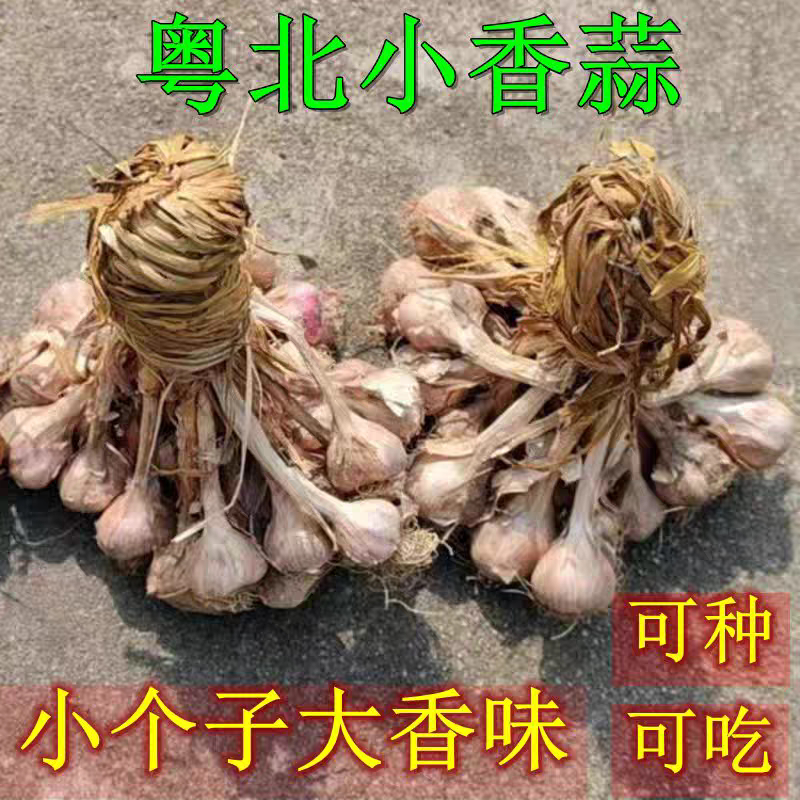 老品种蒜特香小蒜头蒜苗连州本地蒜干蒜可食可做种子
