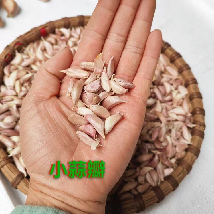 连州本地老品种特香干蒜可食可种