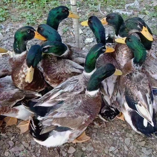 青头鸭土鸭老鸭整只新鲜现杀当天发货水鸭麻鸭绿头野鸭肉顺丰