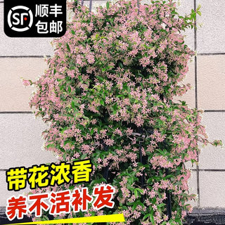 粉色风车茉莉爬藤植物垂丝络石藤四季开花卉盆栽室内阳台常青绿植