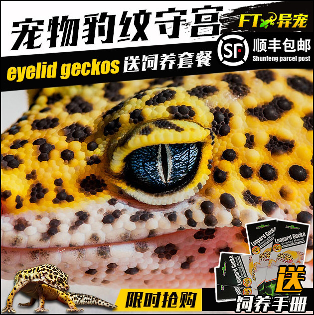 豹紋守宮寵物蜥蜴活體 睫角蛙眼守宮 另類爬寵入門級蜥蜴守宮活體在類目 寵物/寵物食品及用品, 爬蟲/鳴蟲及其用品, 其他爬蟲/鳴蟲中 - 來自Buy2taobao.com提供專業的淘寶代購服務