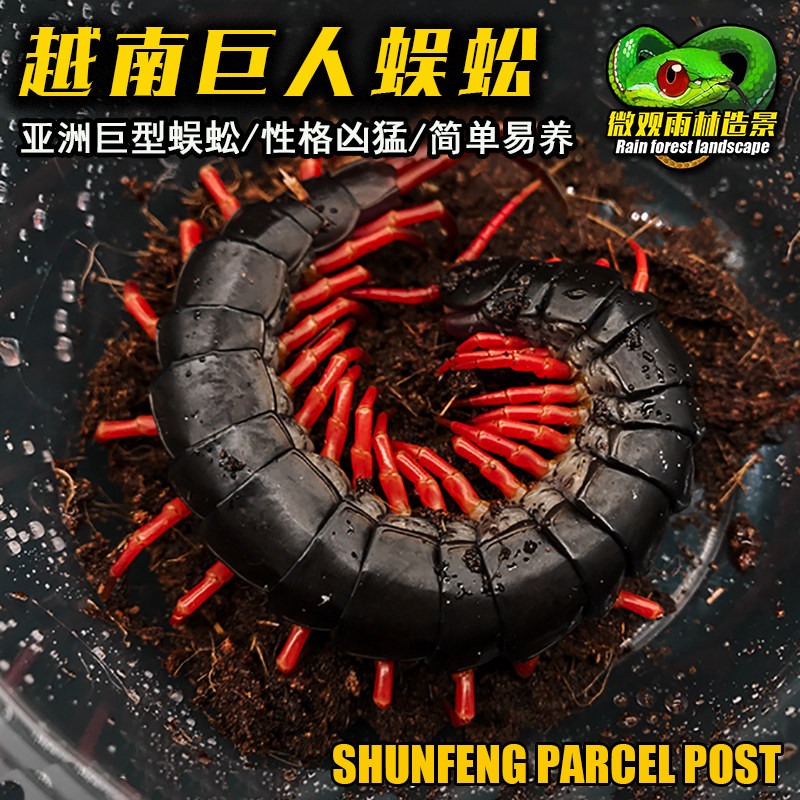 越南巨人蜈蚣越巨红龙间脚宠物蜈蚣活体 观赏爬虫宠蜈蚣活体包活