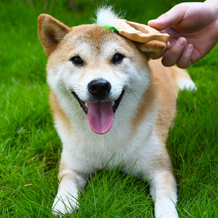 柴犬贝壳梳 柴犬梳子换毛开结去浮宠物猫咪狗狗贝壳梳子一件包邮