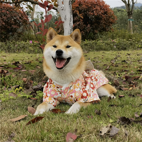 和服猫咪价格 和服猫咪图片 星期三