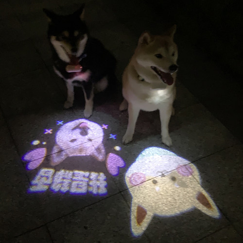 宠物狗狗柯基泰迪雪纳瑞法斗柴犬夜灯社交灯投影灯USB充电遛狗灯