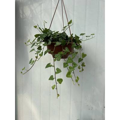 婚纱吊兰盆栽花苗室内垂吊悬挂绿植物花卉四季常青千叶吊兰