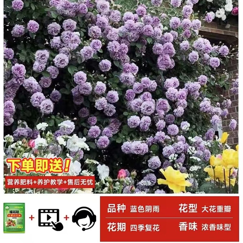 蔷薇花苗藤本月季特大花苗庭院藤曼植物四季开花玫瑰爬藤植物爬墙