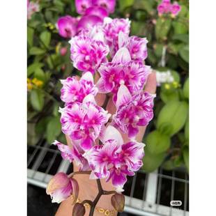 港谷蝴蝶兰业原生香味植物农科院紫马丁金树1代2代西雷利变异