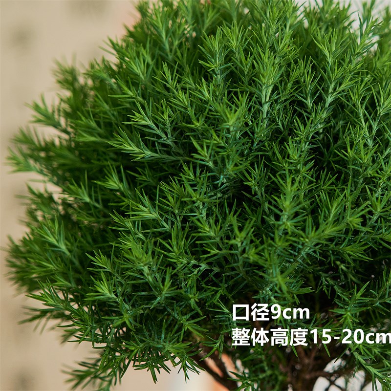 雾松盆栽盆景绿植花卉室内客厅书房办公室桌面四季常青微景观植物