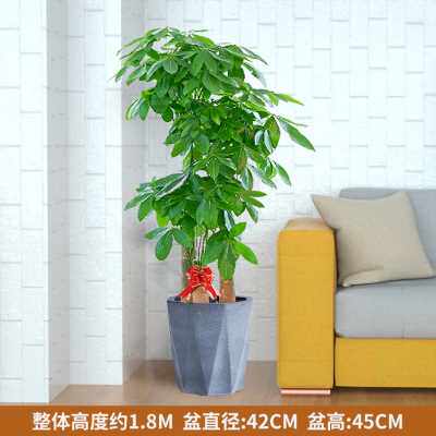 新品财开植树客海本绿本棵大发室物盆公办内室上大植栽地日v步厅