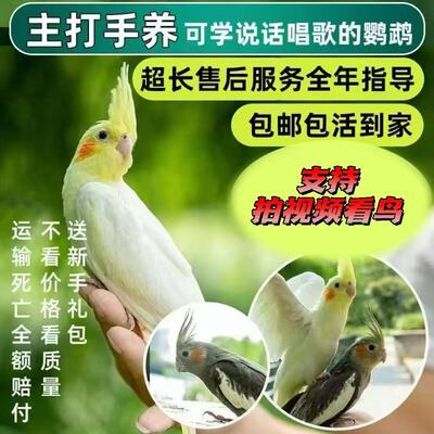 手养亲人玄凤鹦鹉活体