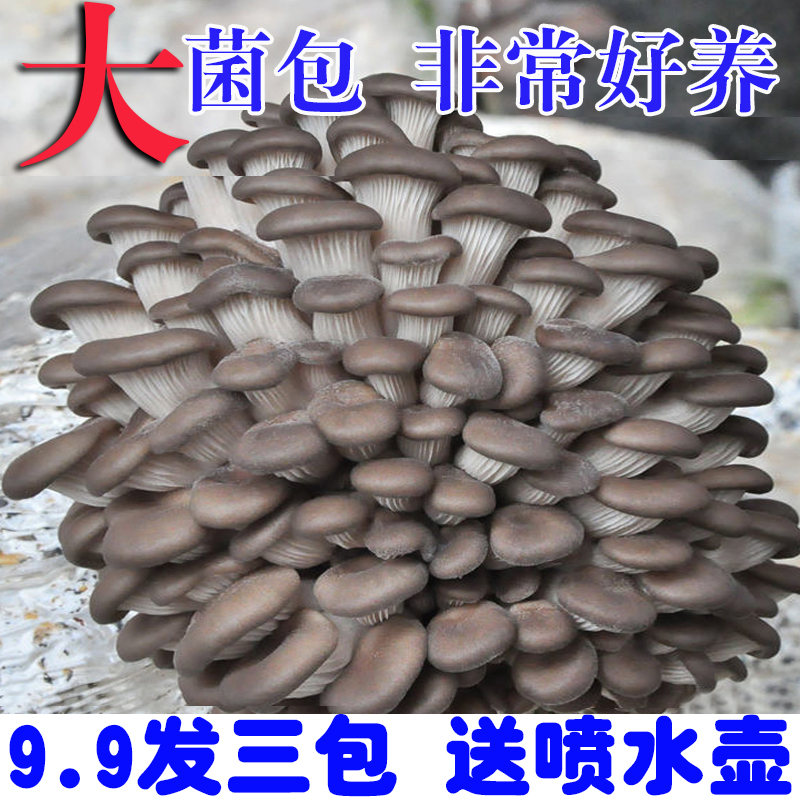 【9.9发3大包】好养蘑菇菌包菌包菌菇包种植包食用菌平菇四季菌棒