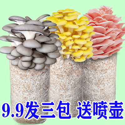 【9.9发3大包】家庭蘑菇菌包蘑菇种植包平菇菌棒香菇菌菇种食用菌