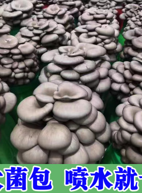 【喷水就长】蘑菇菌包四季出菇家养菌菇食用平菇菌菇菌棒蘑菇菌包
