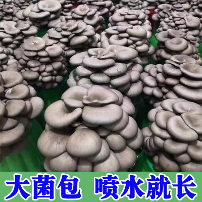 【喷水就长】蘑菇菌包四季出菇家养菌菇食用平菇菌菇菌棒蘑菇菌包