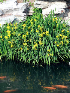 黄花鸢尾 黄菖蒲苗 水生鸢尾湿地河道公园绿化造景花卉湿生植物