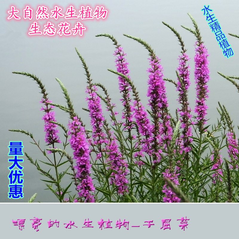 千屈菜花苗园林绿化造景水生植物