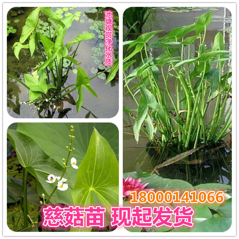 有刺慈菇图片,慈菇图片,光慈菇的图片(第15页)_大山谷图库