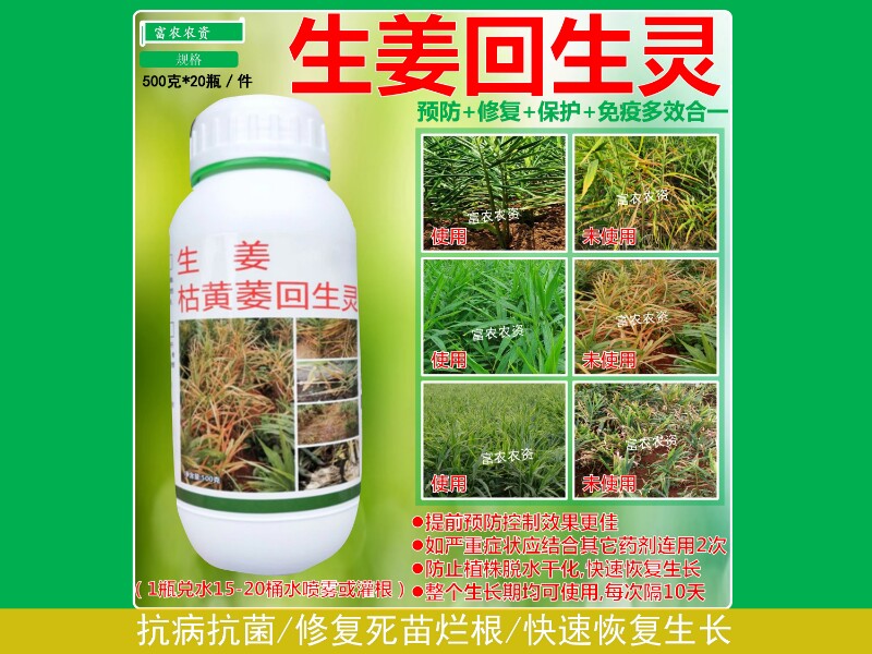 生姜专用药生姜枯黄萎回生灵控黄叶根腐病烂脖子茎基腐病姜瘟净