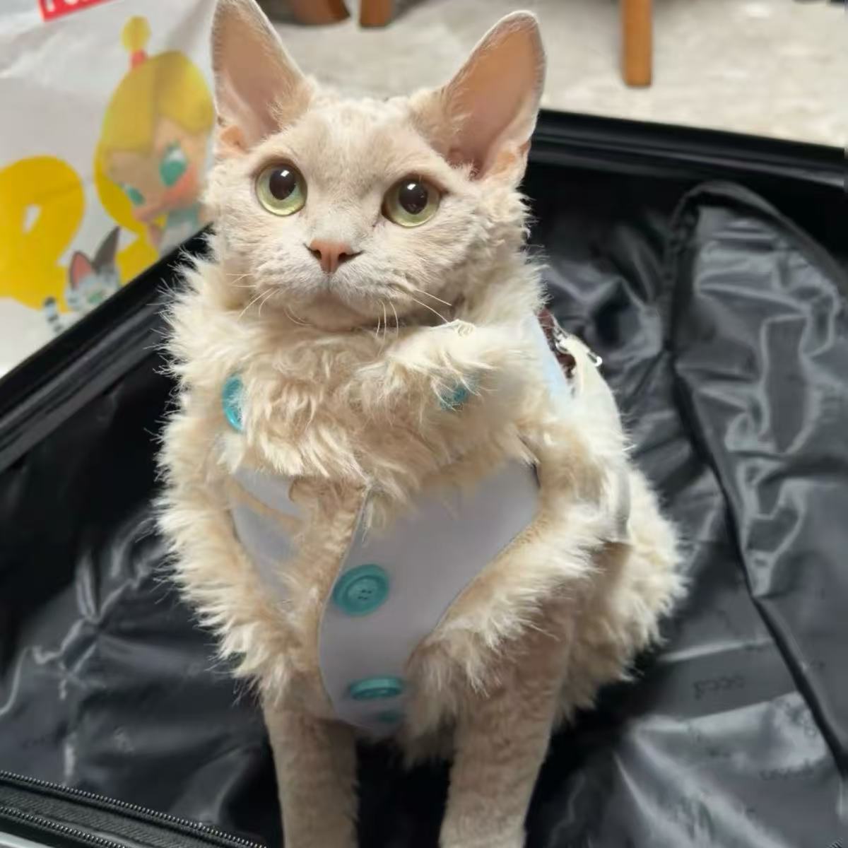 奶呼呼~宠物狗衣服秋冬泰迪冬装棉服马甲无袖柯基布偶猫衣服保暖