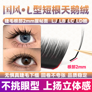 国风狐系天鹅绒睫毛嫁接LB漫画款 LJ翘L型广角美睫店专用 山茶花LC
