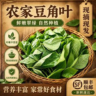 广东茂名化州新鲜豆叶豆角叶农家新鲜现摘豇角叶子豆仔叶时令蔬菜