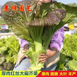红丝大扁芥菜种籽宽帮青菜酸菜扁哈大叶芥菜种子大田秋季蔬菜种孑