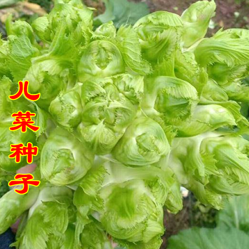儿菜种子抱子芥娃娃菜多子菜春秋季农家大田阳台盆栽高产蔬菜种籽