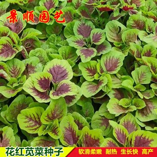 花红苋菜种子长寿菜圆叶汉菜儿童保健菜籽春季秋季四季蔬菜种籽孑