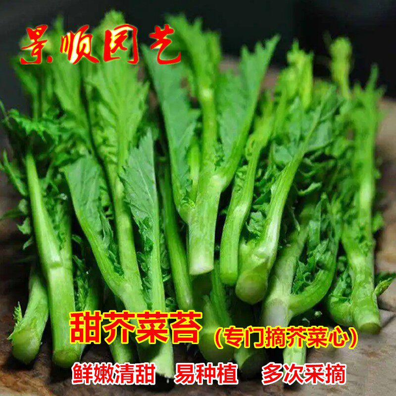 甜芥菜苔种子秋季播多枝多笋脆嫩芥菜心芥菜种籽青菜秋季蔬菜种孑