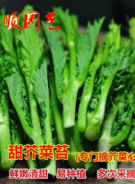 甜芥菜苔种子多枝多笋脆嫩芥菜心