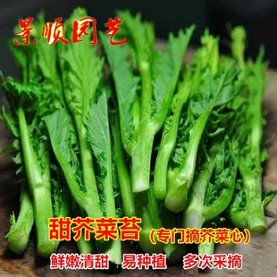 甜芥菜苔种子秋季播多枝多笋脆嫩芥菜心芥菜种籽青菜秋季蔬菜种孑