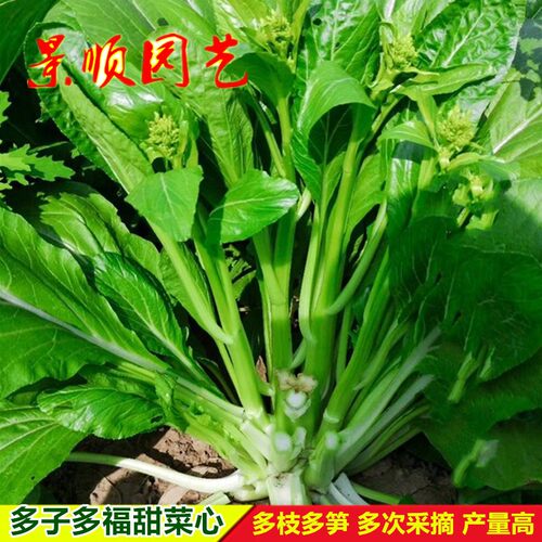 多子多福甜菜心种子高产白菜苔籽