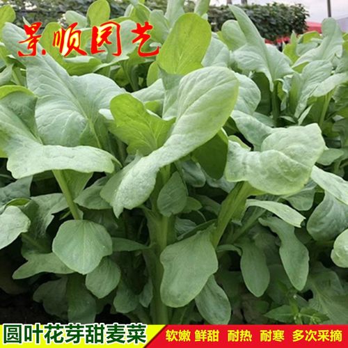 圆叶花芽甜唛菜种子恩平麦菜