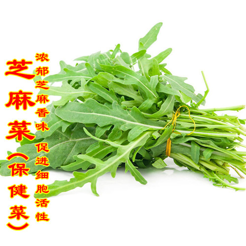 野生芝麻菜盆栽种子籽